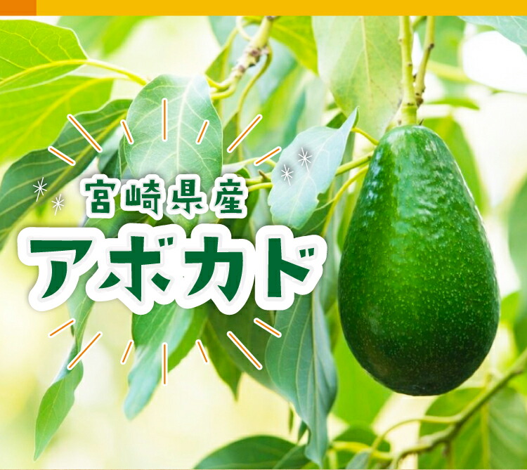 楽天市場】【11月上旬頃より順次発送】【送料無料】宮崎産アボカド