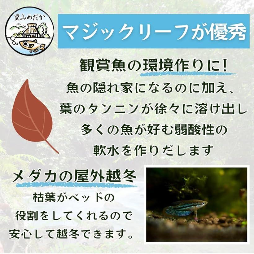 楽天市場】マジックリーフ モモタマナ 国産 水質改善 ベタリーフ