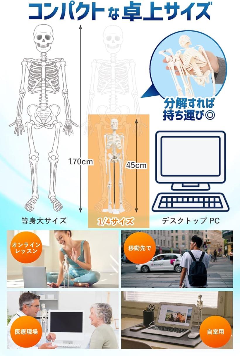 KIYOMARU 54cmのリアルな筋肉人体模型 約1/4サイズ KIYOMARU 54cmの