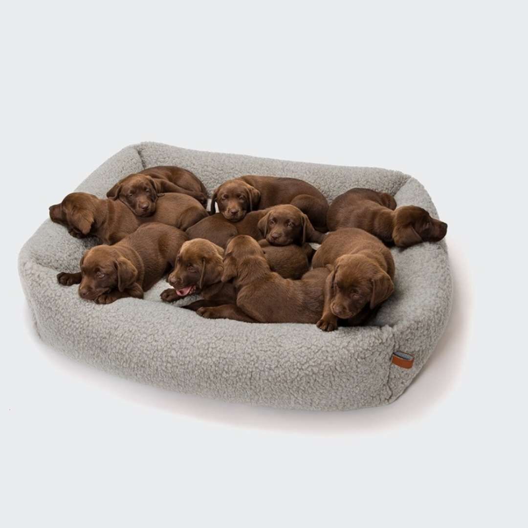 楽天市場】Cloud7 ボックスベット テディー 送料無料 クラウドセブン