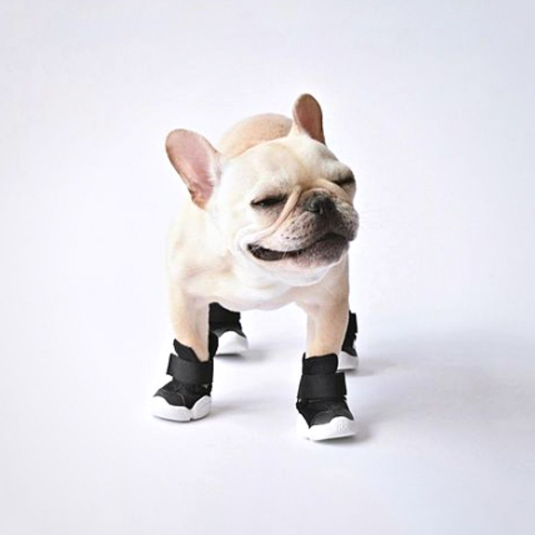 楽天市場】【即納】 RIFRUF ドッグスニーカー サイズ交換無料 アクア