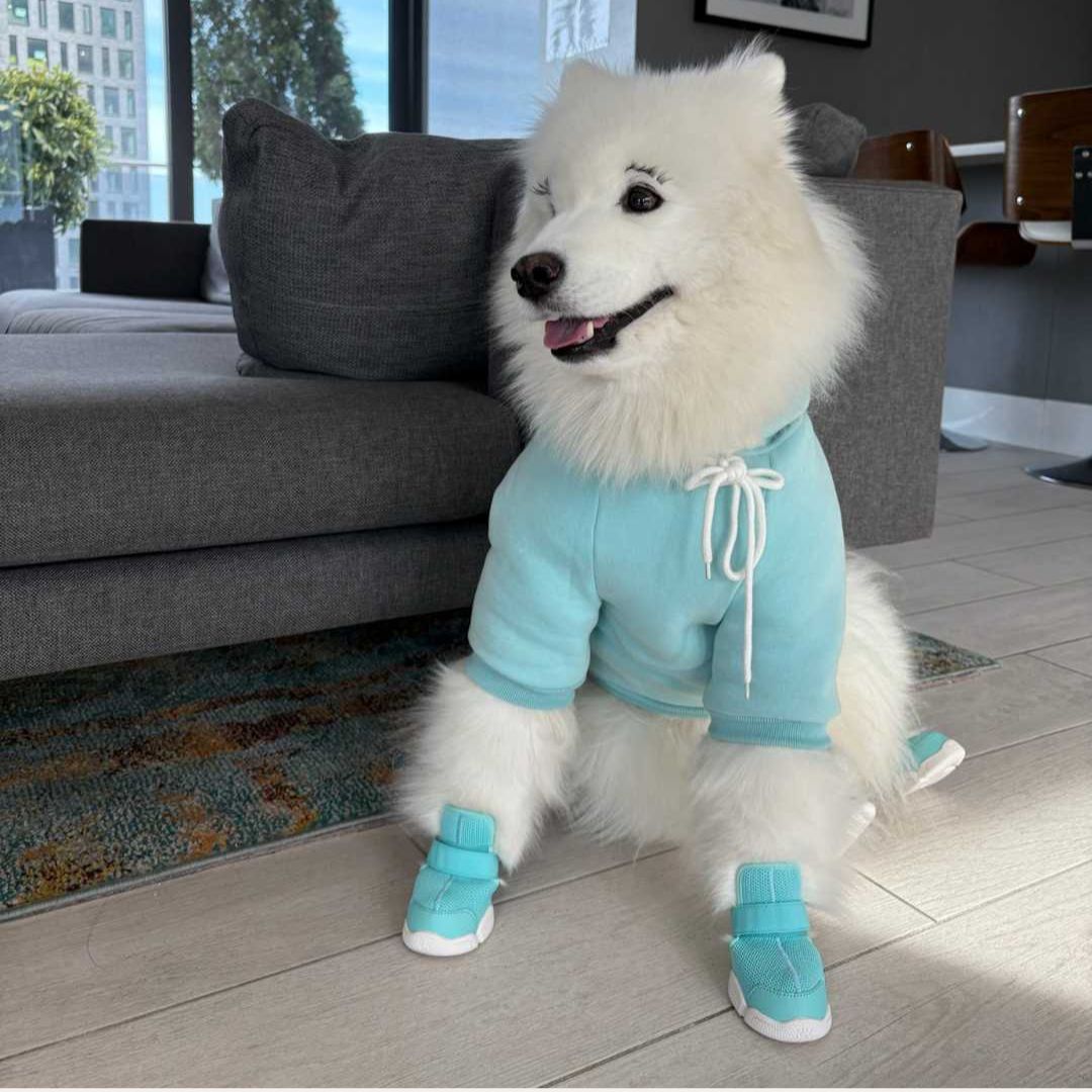 楽天市場】【即納】 RIFRUF ドッグスニーカー サイズ交換無料 アクア