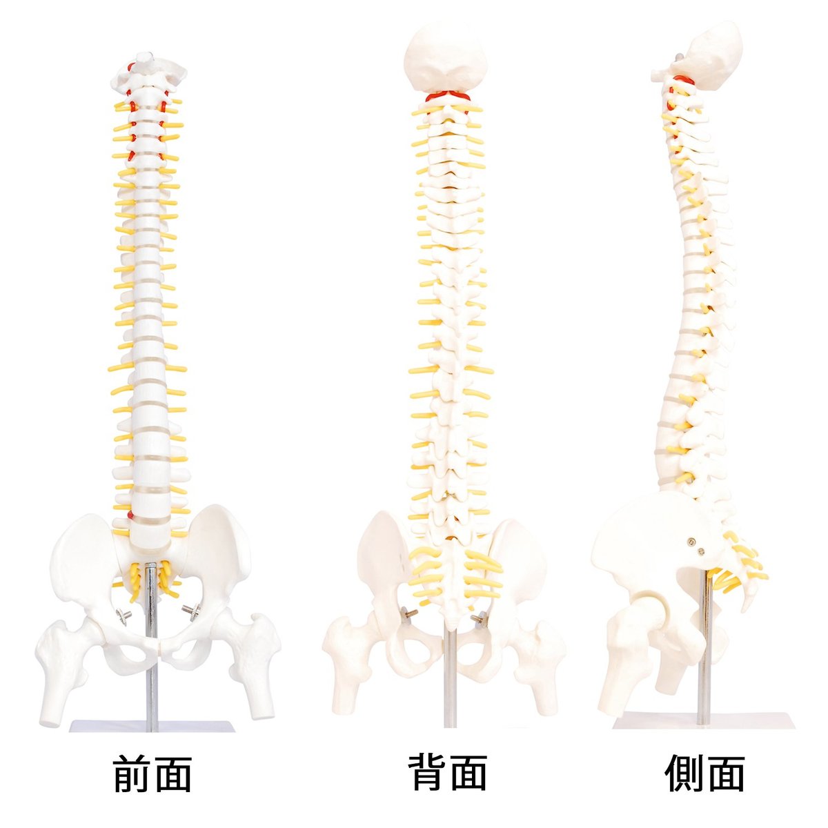 教育用 吊るし脊髄模型 楽天市場】脊髄 模型の通販