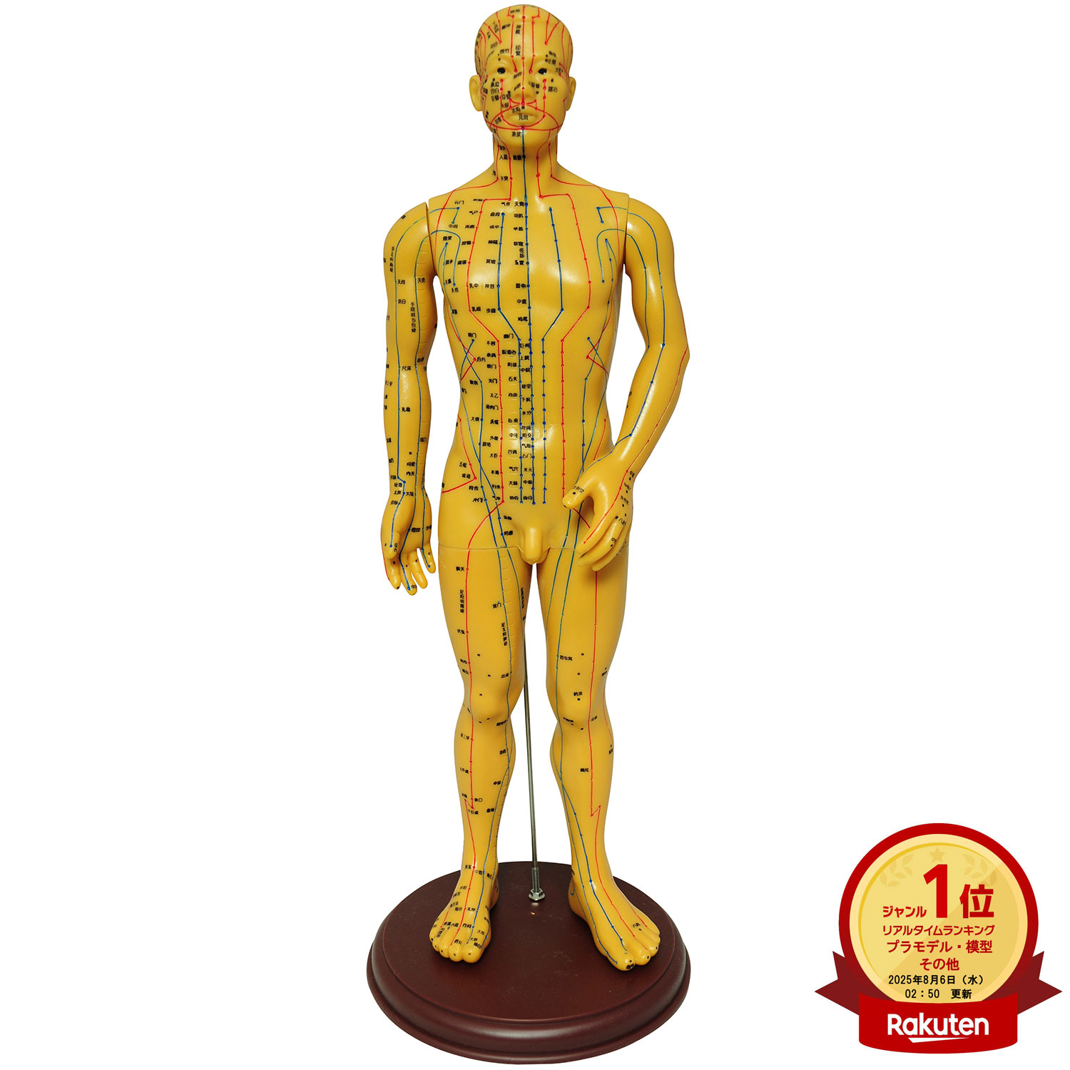 楽天市場】人体模型 ツボ 針旧 経穴 鍼灸経穴模型 鍼灸経絡模型 経絡