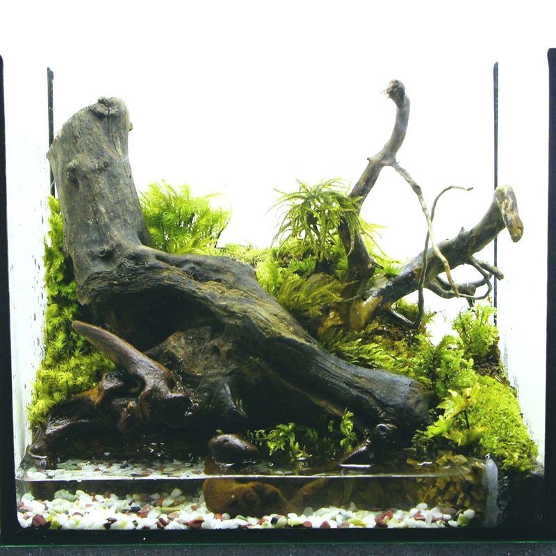 苔テラリウム、イモリウム