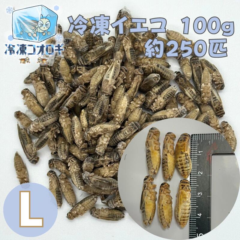 楽天市場】冷凍コオロギ Lサイズ 100g 約250匹 生産者直販売 冷凍餌