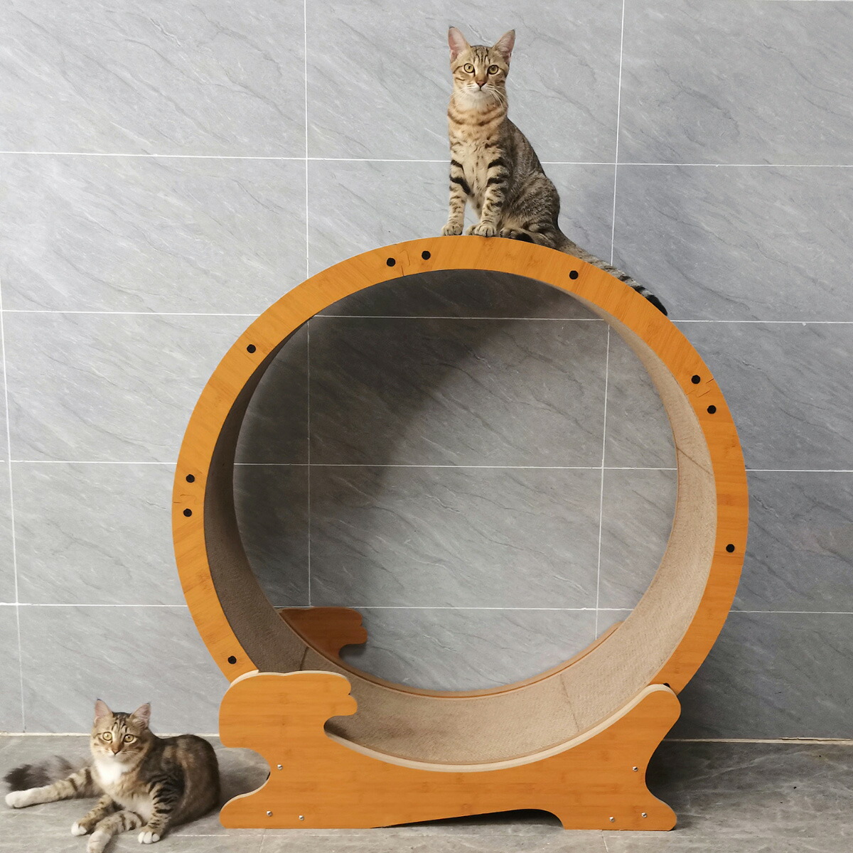 楽天市場】【店内ポイント最大40倍！本日限定！】HappyDays キャット