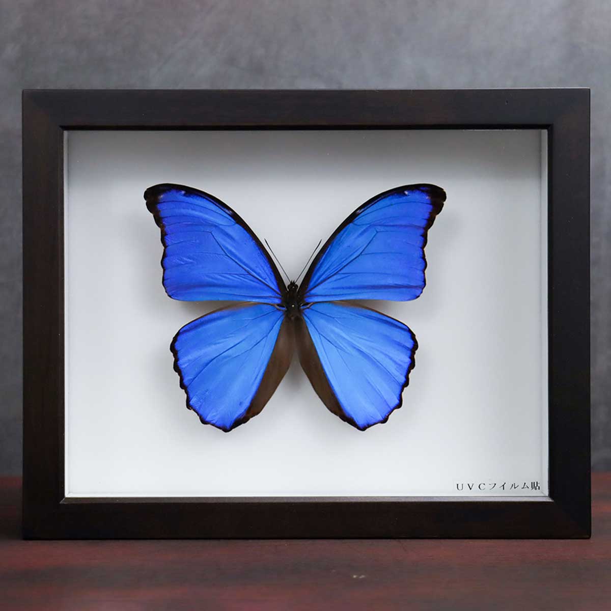 モルフォ 標本 チョウ モルフォ蝶 他 アンティーク蝶標本 ヴィンテージ