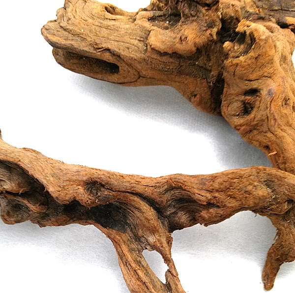 楽天市場】天然 マングローブ 流木 3個セット S（サイズ・約8