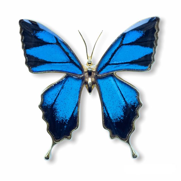 コエポン】オオルリアゲハ【変異型2種】 コエポン】オオルリアゲハ