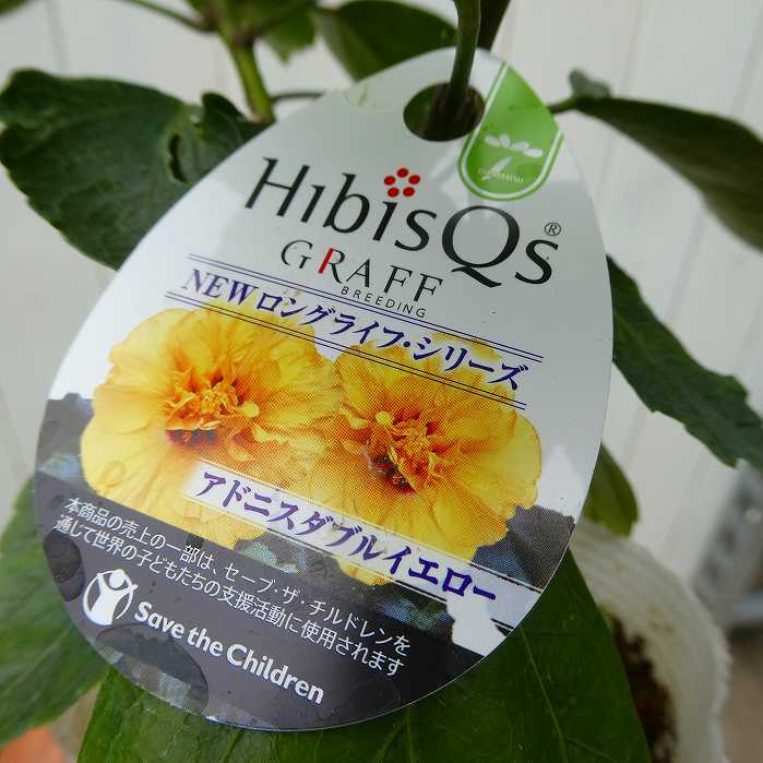 花の静物 花の静物 カード検索 ｜ Z/X - Zillions of enemy X - ゼクス