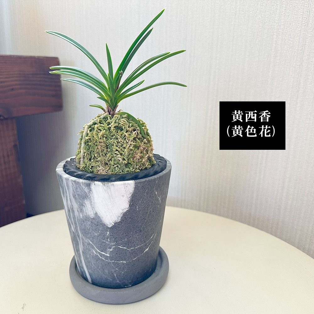 楽天市場】観葉植物 小さい 富貴蘭 風蘭 蘭 グレー陶器鉢 ラッピング