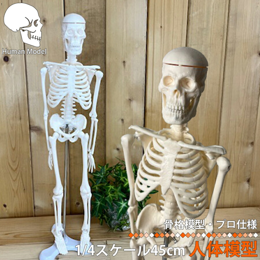 楽天市場】人体模型 人体骨格模型 骨格標本 45cm 1/4 モデル ホワイト