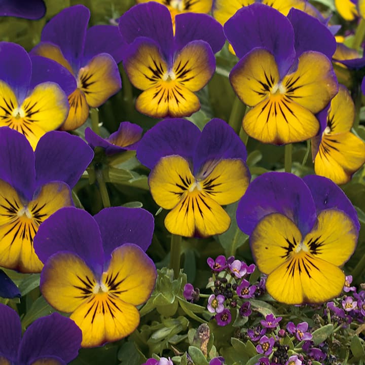 楽天市場】花 種 ビオラ F1フローラルパワーゴールデンブルース タキイ