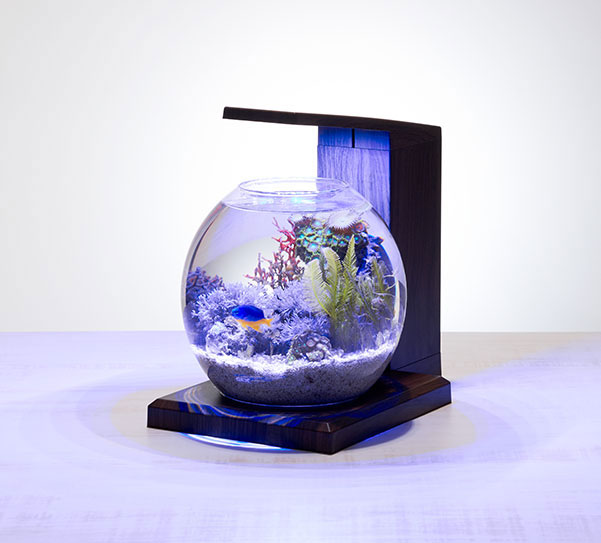 楽天市場】GEX グラスアクア ペルコ PERCO B-Dark Wood