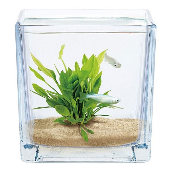 楽天市場】ニッソー テーブルアクアグラス ウォーターキューブ 一体型