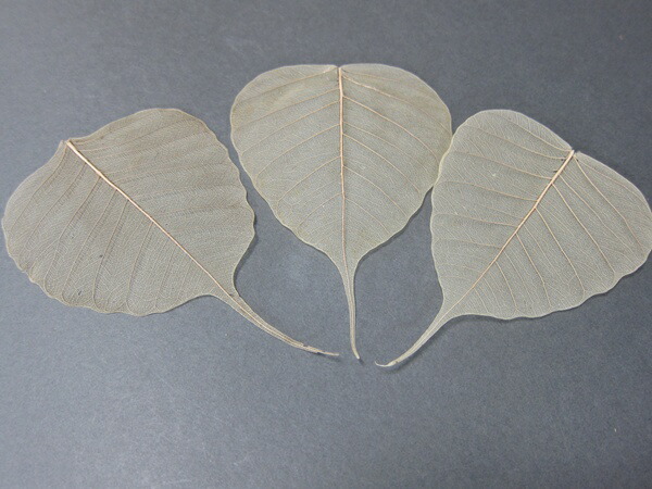 楽天市場】1000円 インドボダイジュの葉 葉脈 5枚セット Ficus