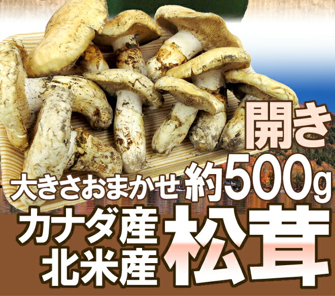 松茸 北海道 550g 訳あり 送料込 国産 ② 松茸 北海道 550g 訳あり