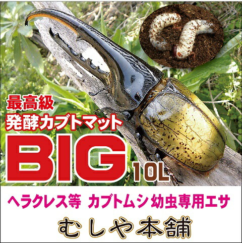 楽天市場】むしや本舗 高カロリー！廃菌床発酵カブトムシマットBIG 50