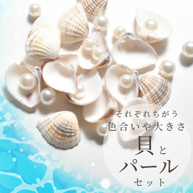 m*a様 貝まとめ売り