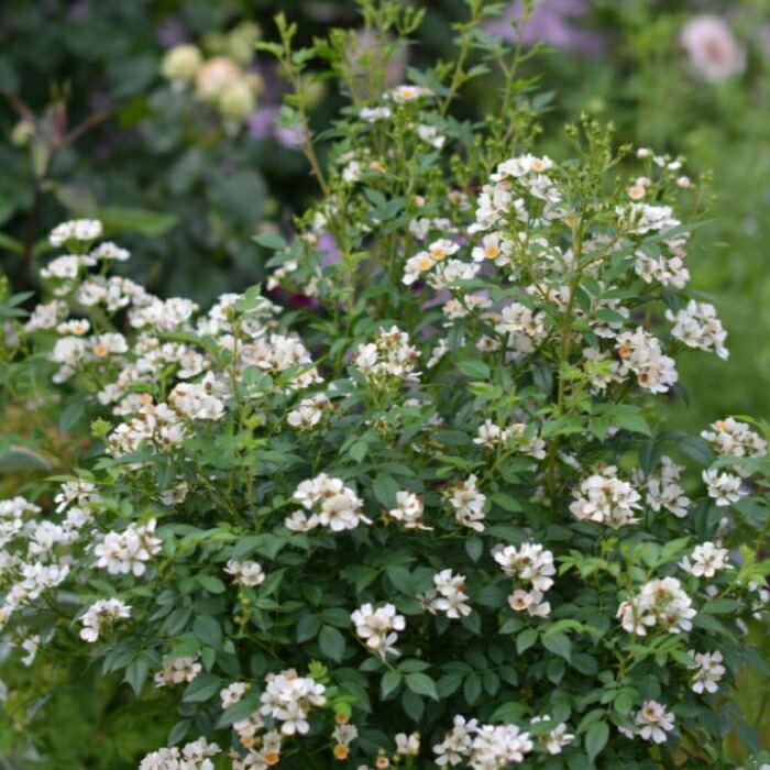 楽天市場】【2026年 早期予約】送料無料【ニッセ 新苗4号鉢】鉢植え