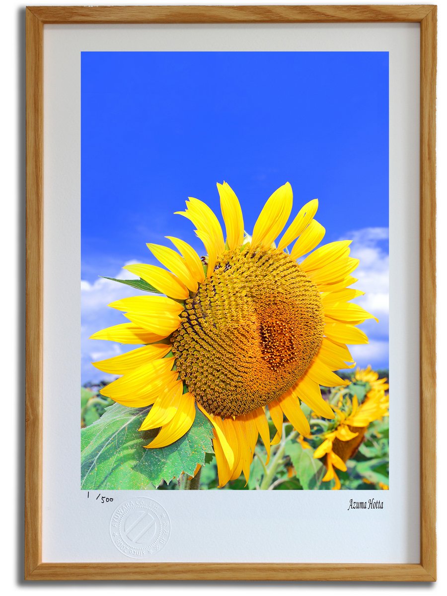 ひまわり 油彩画 金色フレーム 額縁付き ひまわり 油彩画 金色フレーム