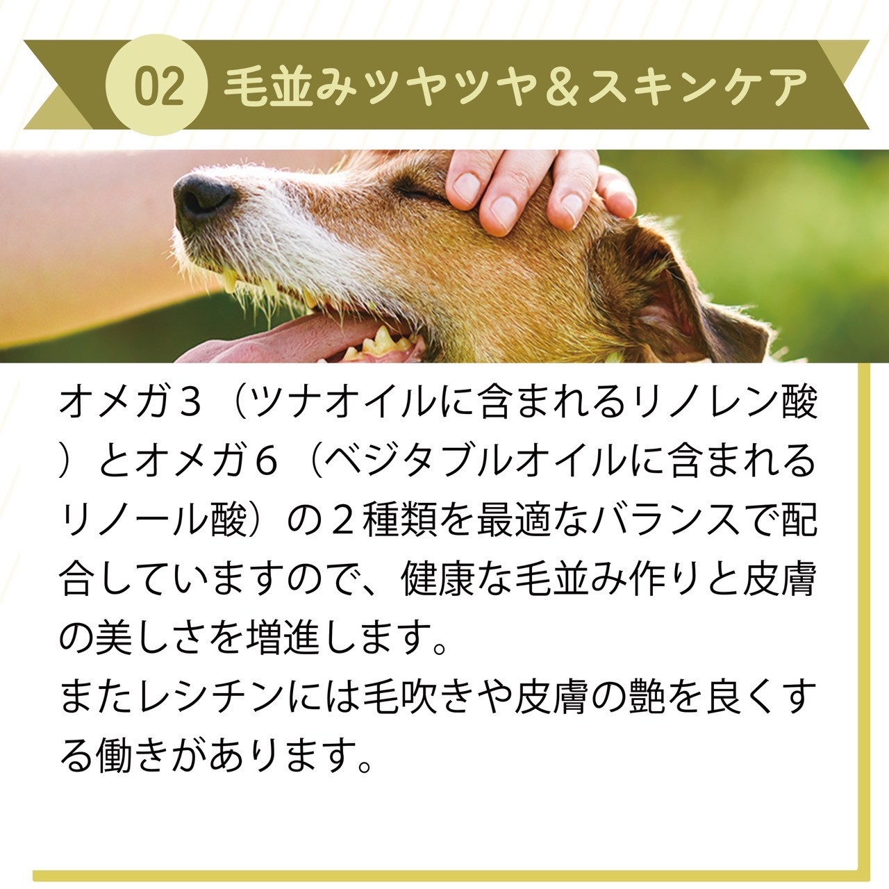 楽天市場】AZ アゼットドッグフード アダルト(成犬用) 10kg ブリーダー