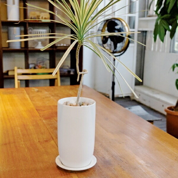 楽天市場】植木鉢 おしゃれ 陶器鉢 オストトールエッグ(2サイズ)＜ 4号