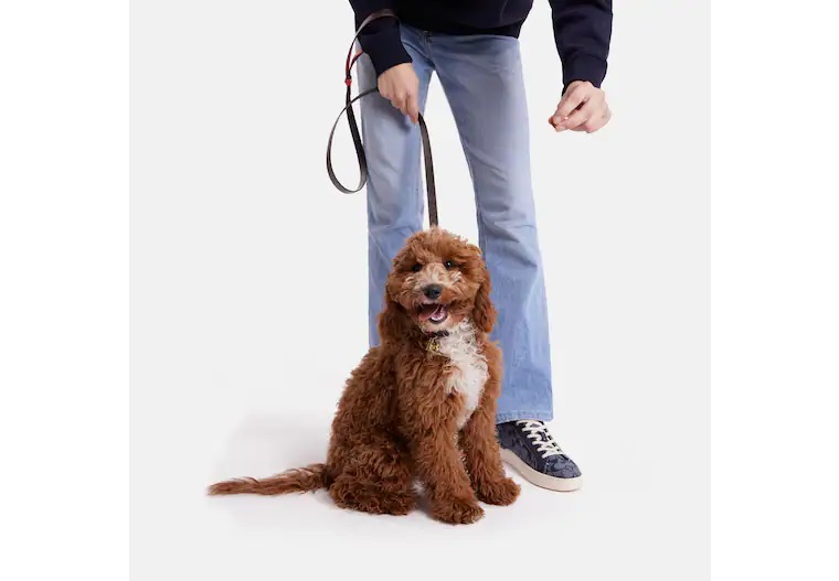 楽天市場】コーチ coach ボックスド スモールペット リーシュ