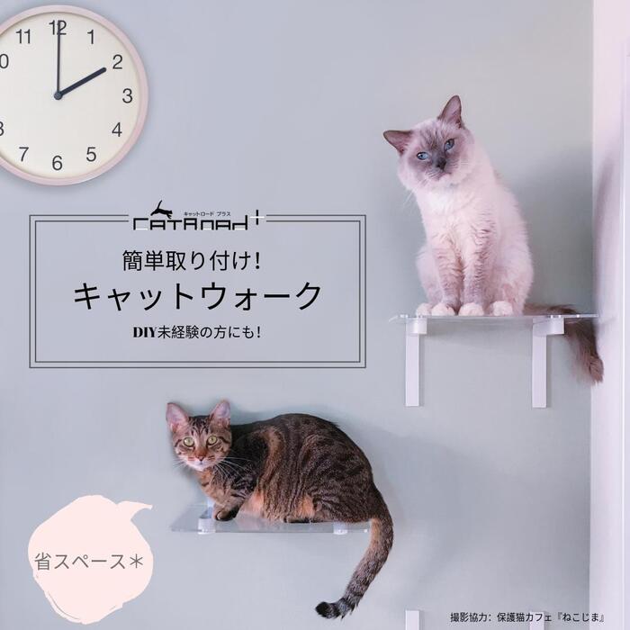 楽天市場】【animacolle ワイドステップ 選べる3枚セット】 公式 送料