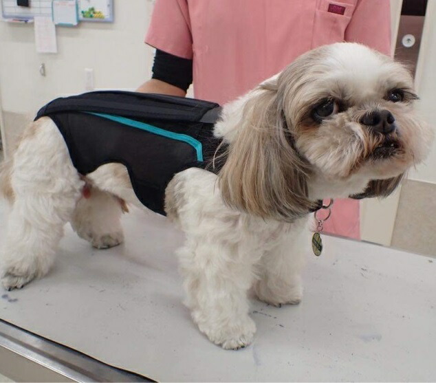 犬服・アクセサリー AIR LINER + POCKET SET COSMIC 4L AIR LINER +