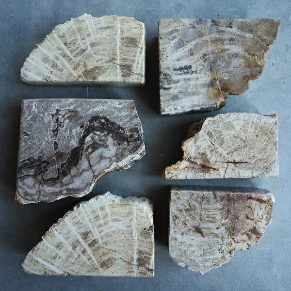 楽天市場】珪化木 ケイカボク G H ペトリファイドウッド おしゃれ