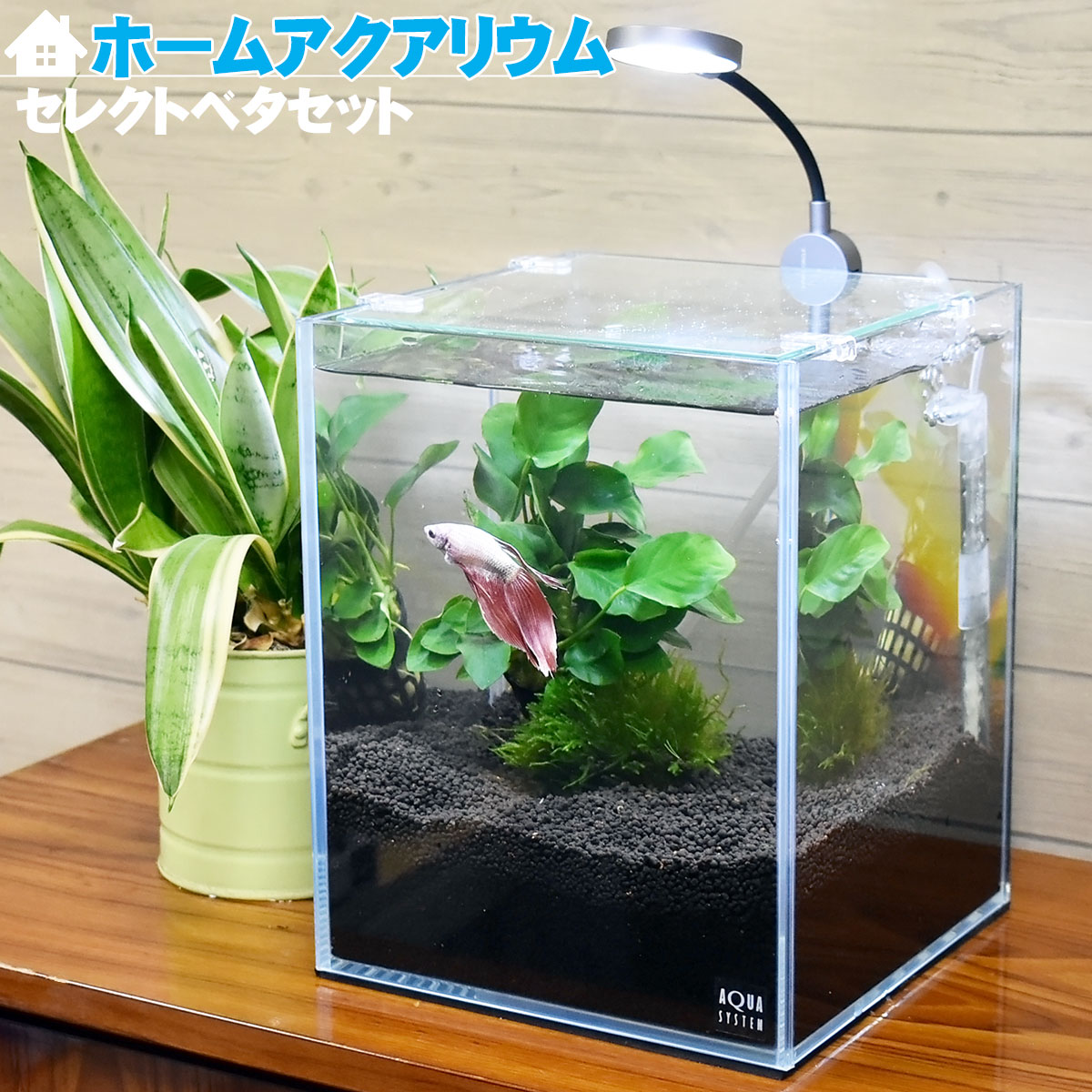 水草育成 ADA ONLY ADA 水草水槽の管理方法 ADA方式の分析 - THE 2HR