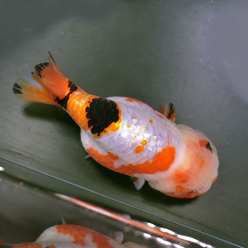 楽天市場】【金魚王子】変わり柄らんちゅう 15cm前後 (個体番号