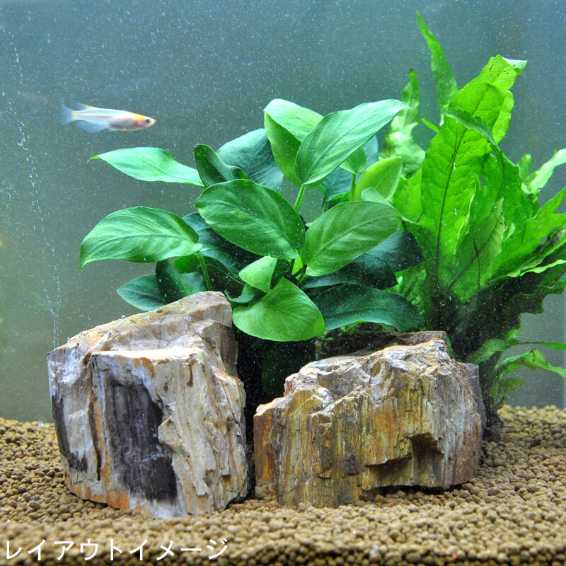楽天市場】木化石 3個セット (形状おまかせ) 天然石 水槽 レイアウト