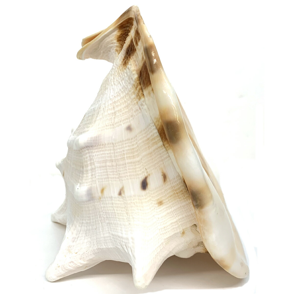 楽天市場】トウカムリ貝 【 デッサン スケッチ 絵画 モデル 貝殻