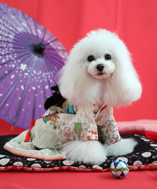 楽天市場】as know as 見返り振袖長ー白百合色ー 犬 着物 デワン : AS