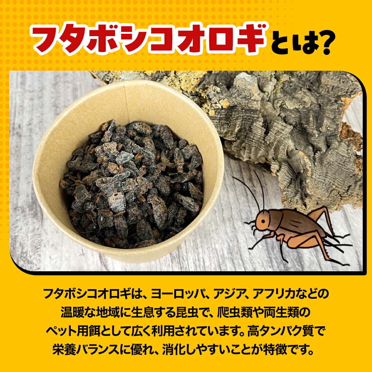 大特価⭐︎国産養殖 乾燥フタホシコオロギ 1kg 楽天市場】コオロギ