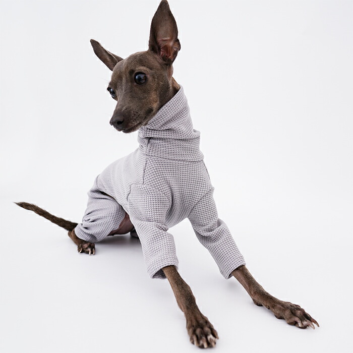 楽天市場】送料無料 イタリアングレーハウンド 服 イタグレ イタグレ