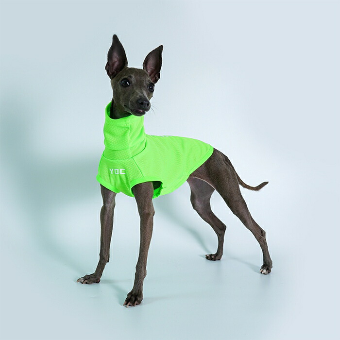 楽天市場】イタリアングレーハウンド 服 イタグレ ミニピン ウィペット