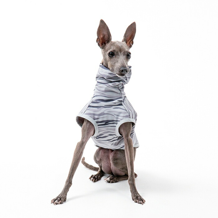 楽天市場】【新作登場】イタリアングレーハウンド ミニピン 服 夏服