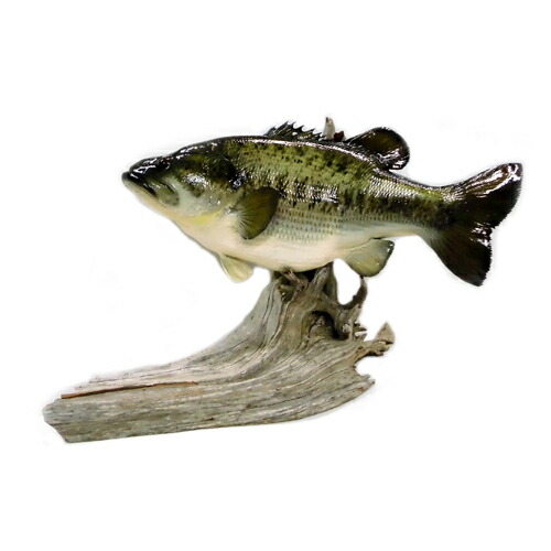 楽天市場】BlackBass/ブラックバス レプリカ/インテリア 置き型タイプ