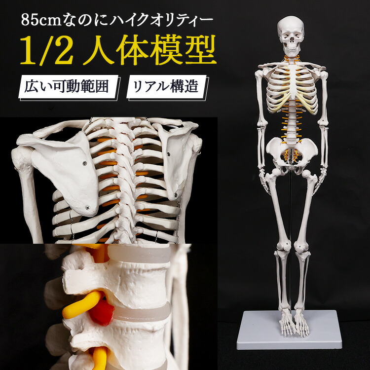 楽天市場】【楽天1位】人体模型 骨格模型 骨 約85cm 1/2モデル 展示