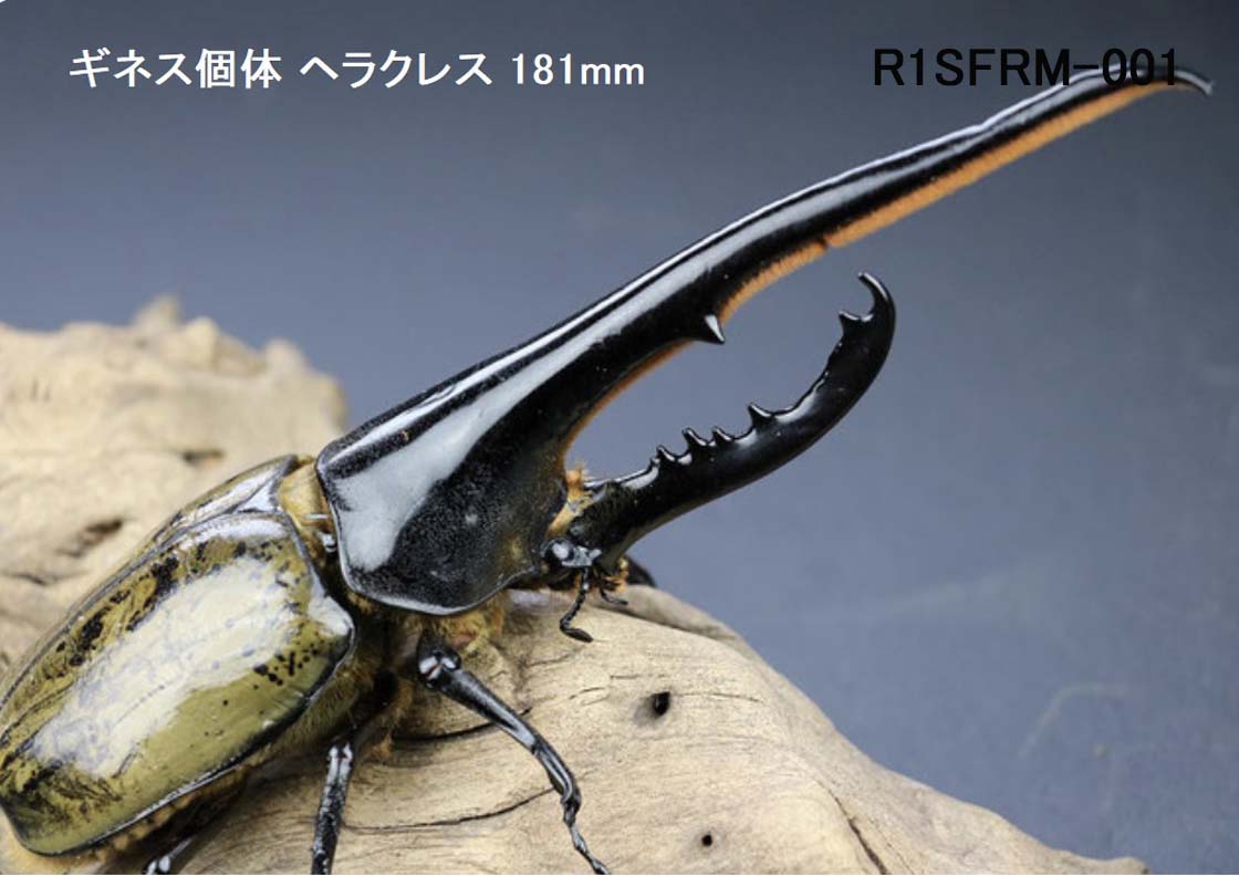 カブトムシ幼虫が巨大化！プレミアム3次発酵カブトムシマット【50L