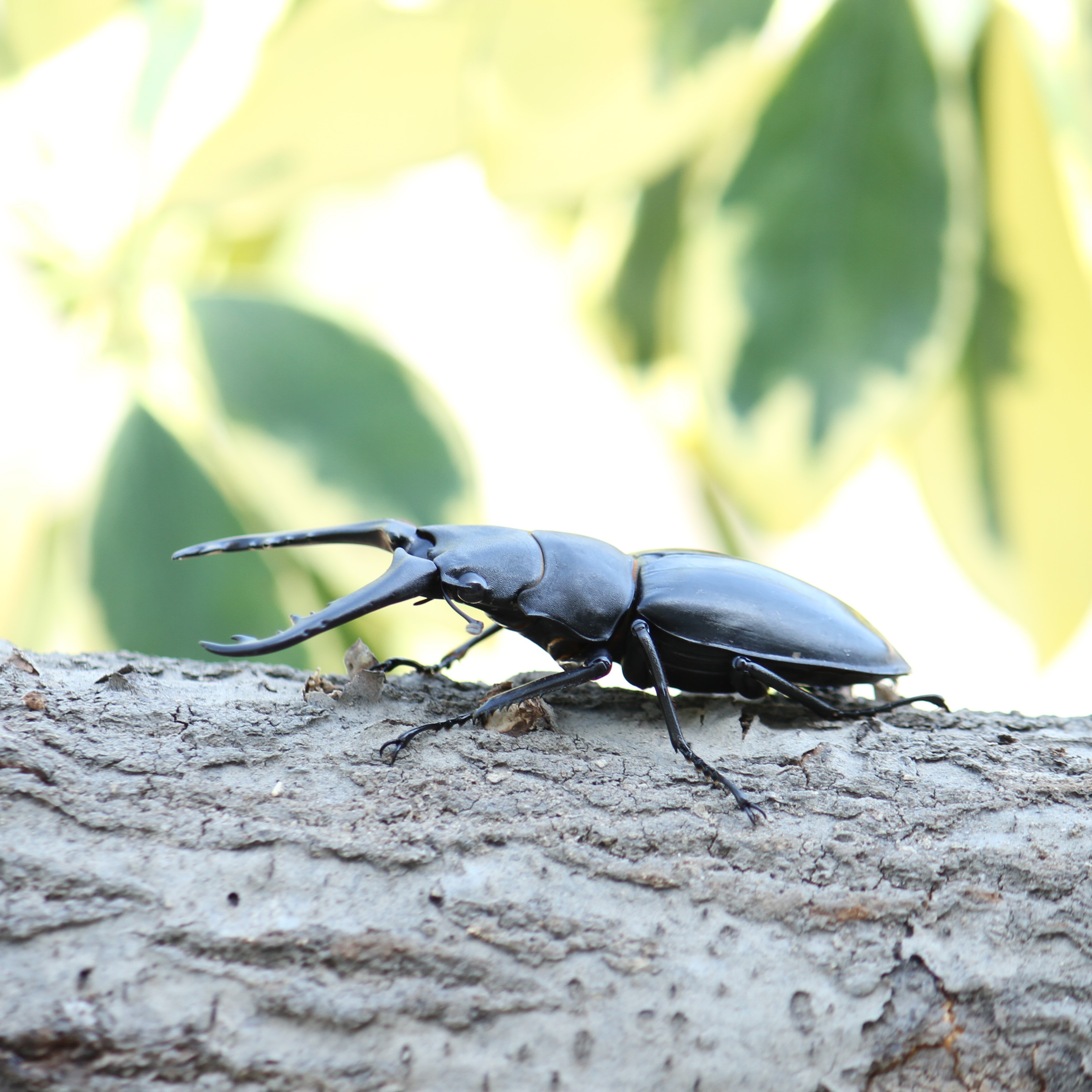 ギラファノコギリクワガタ パーフェクトキング ARS10 PSA10相当