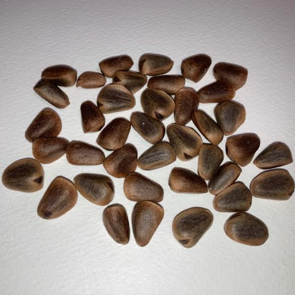 楽天市場】北海道産 殻付き 松の実 30g ネコポス対応可能 9997120