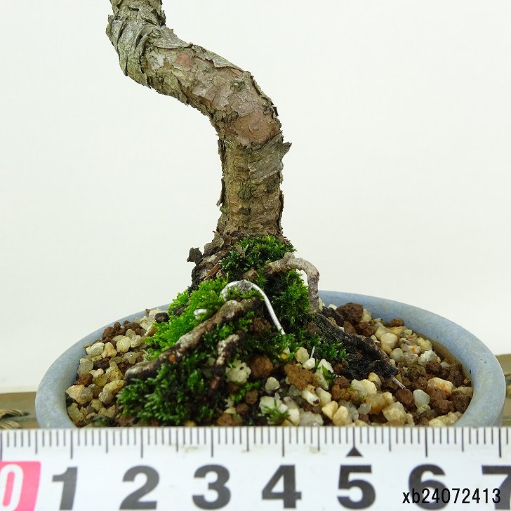 煎茶盆葉っぱ型赤色 盆A461 お盆の通販|食器のセール・購入なら陶磁庵