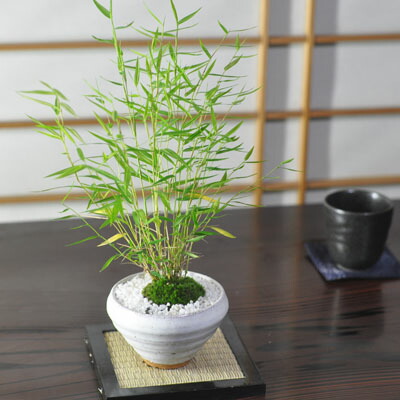 在銘あり ミニ盆栽に最適 和風インテリア 盆栽 盆栽用添景物 ミニ盆栽