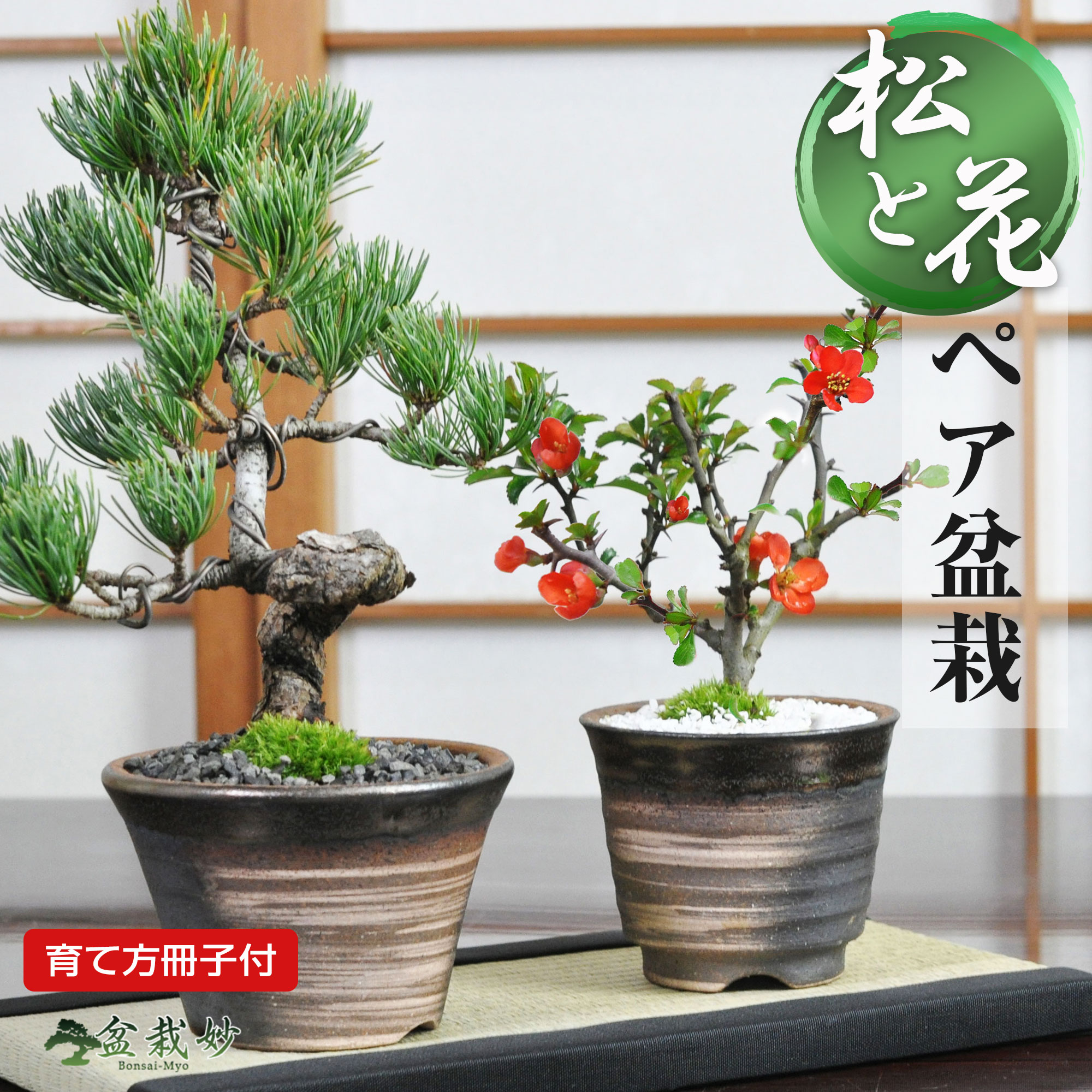 盆栽 山野草 サボテン 植物 葵花鉢 盆栽鉢 時代盆栽鉢燿山長方鉢山