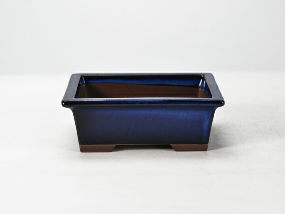 在位五拾周年記念鉢 長方 盆栽鉢 楽天市場】盆栽鉢 植木鉢 【瀬戸